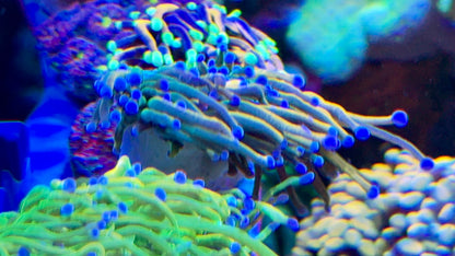 Reverse HG Torch