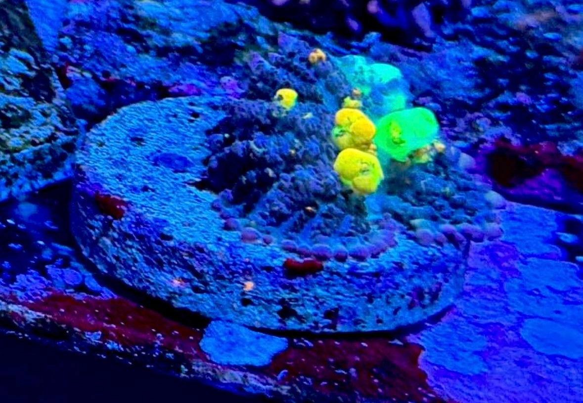 OG bounce mushroom