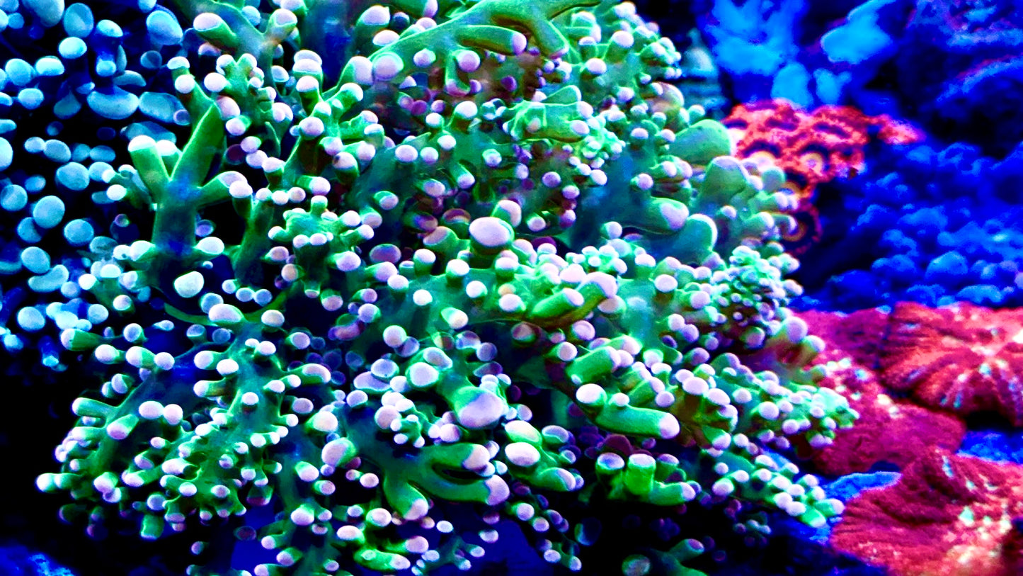 - Ultra Rare- Neon green orange tips Octospawn 5” (Aquacultured)