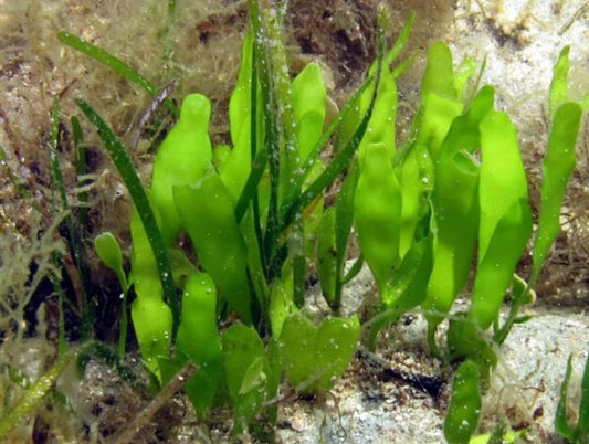 Green Caulerpa