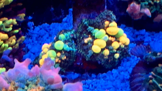 OG Bounce Mushroom