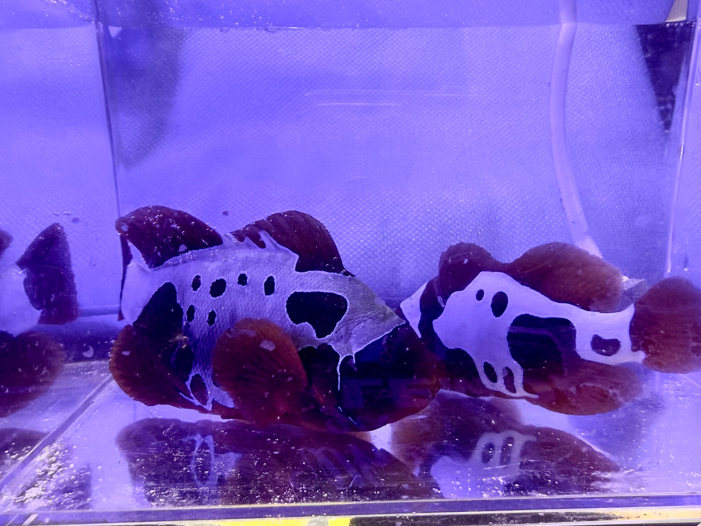 Breeding Pair of Lightning Maroons