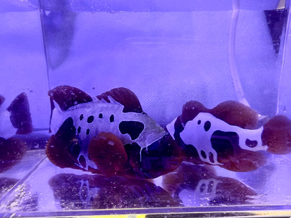Breeding Pair of Lightning Maroons