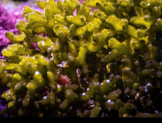 Caudium Macro