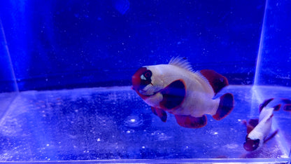 Golden Nugget Maroon Breeding Pair
