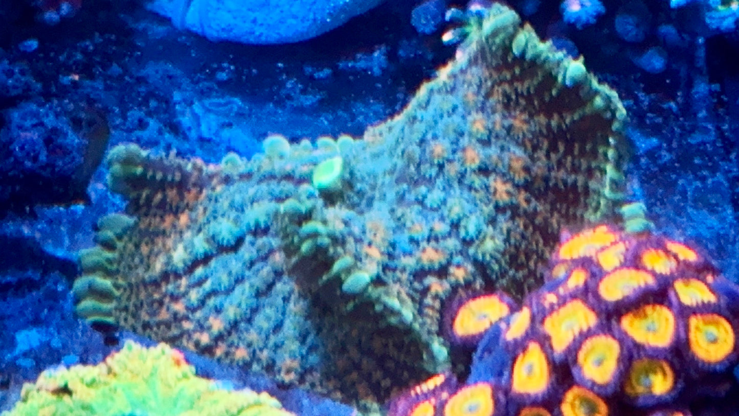 Giant elephant ear with bouncing skirt