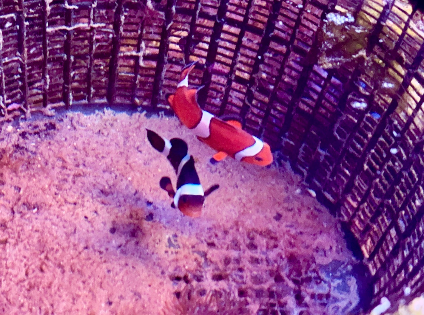 Bonded pair of clownfish