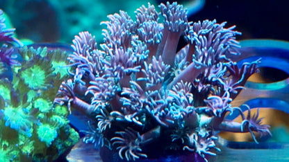 Ultra Goniopora Pack