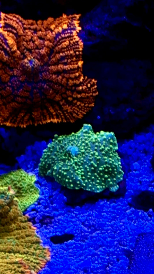 Teal dot Discosoma