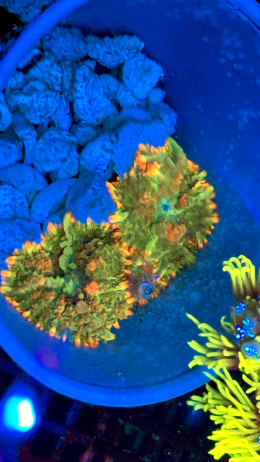 Mojito Nights Bounce Mushroom