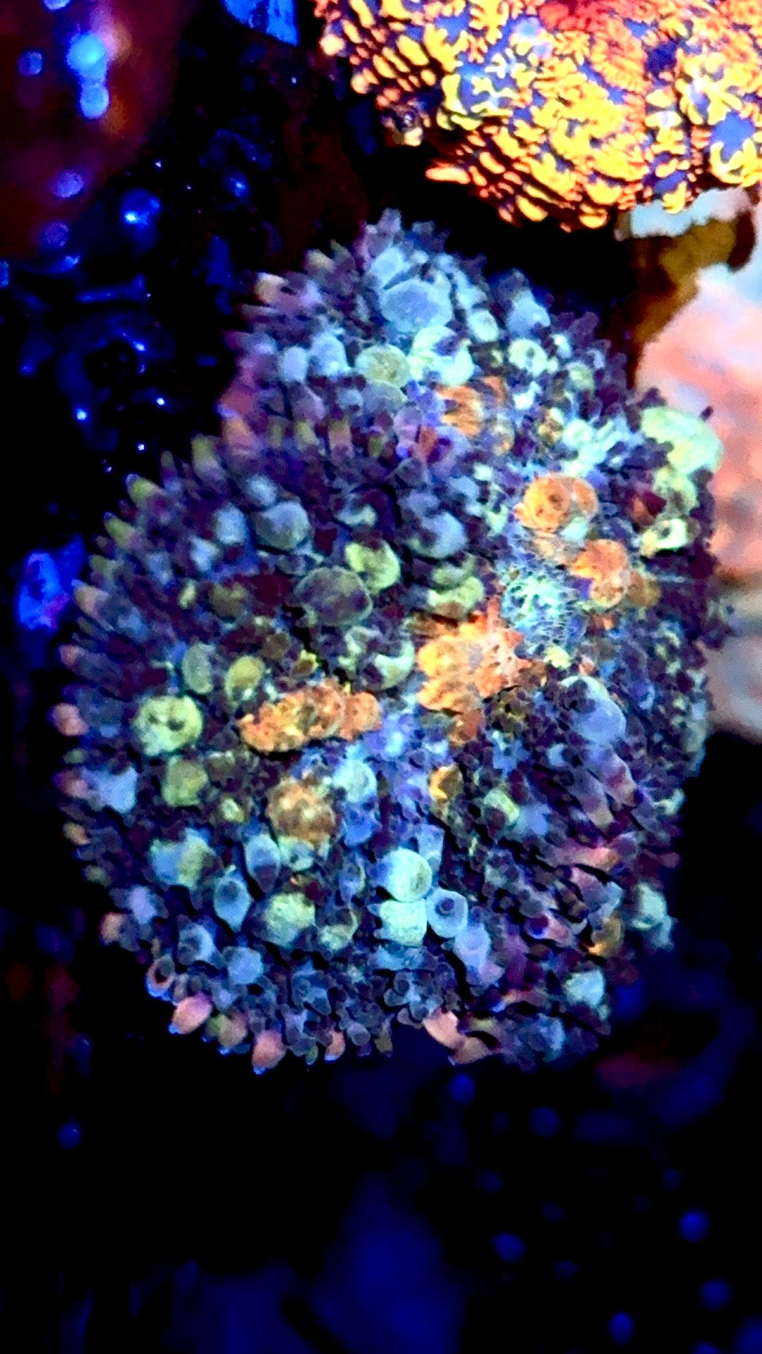 Godzilla Powerball moma