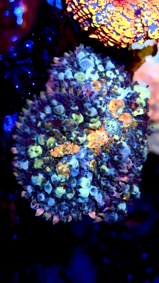 Godzilla Powerball moma