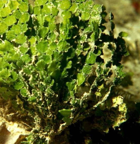 Cactus Halimeda Macro