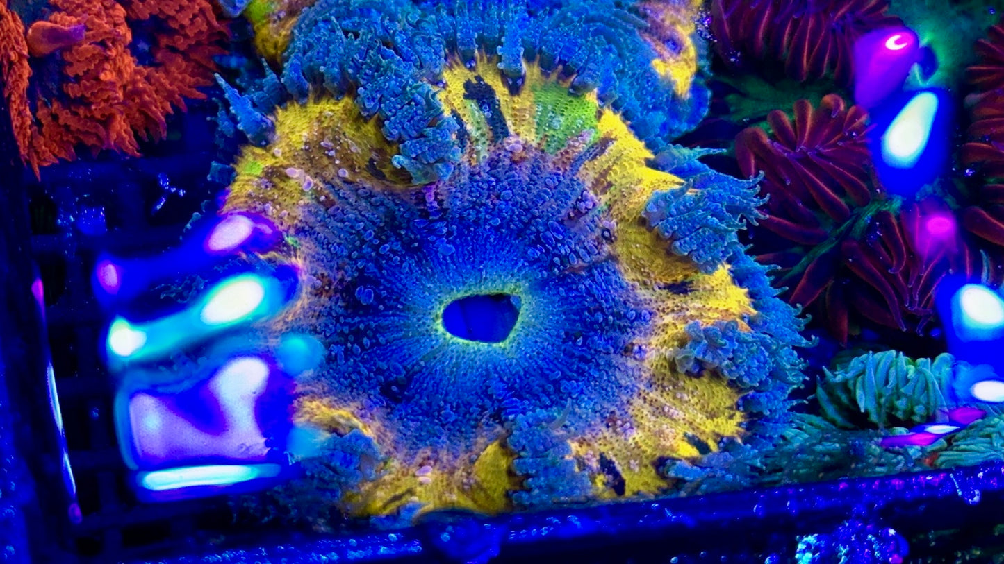 Painted Rainbow Rockflower Anemone