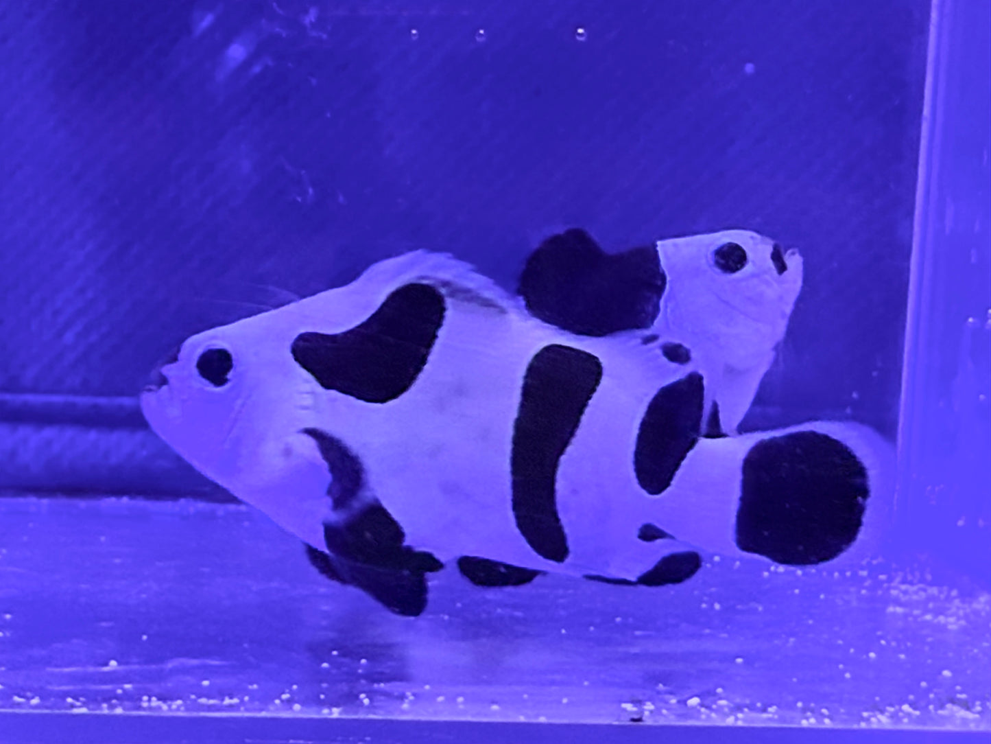 Black Storm Bonded Pair