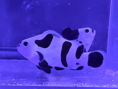 Black Storm Bonded Pair