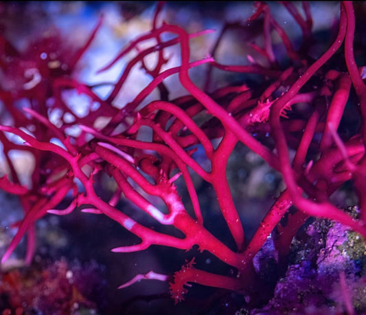 Red Birds Nest Macro Algae