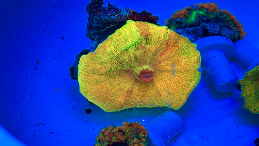 Ultra Gold Umbrella mushroom