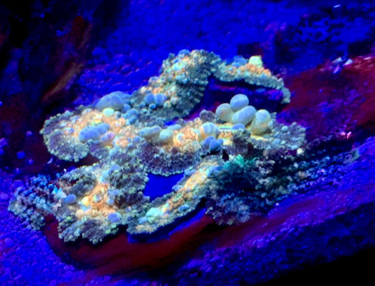Ultra Powerball colony x6 mushrooms