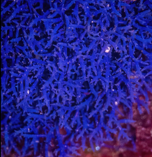 Blue Hypnea Macro Algae