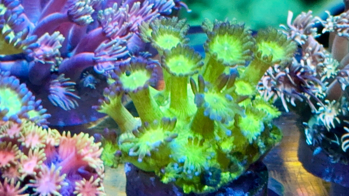 Ultra Goniopora Pack