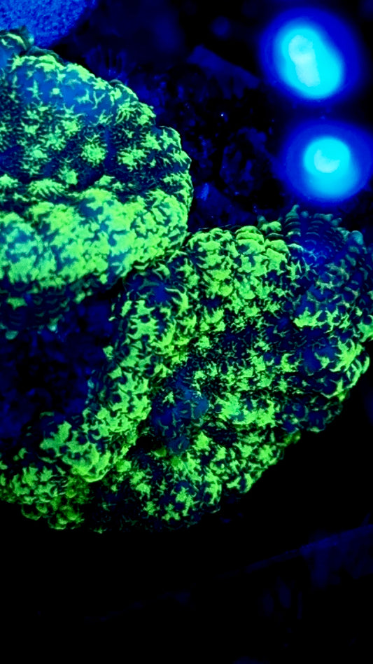 Starry Night Rhodactis