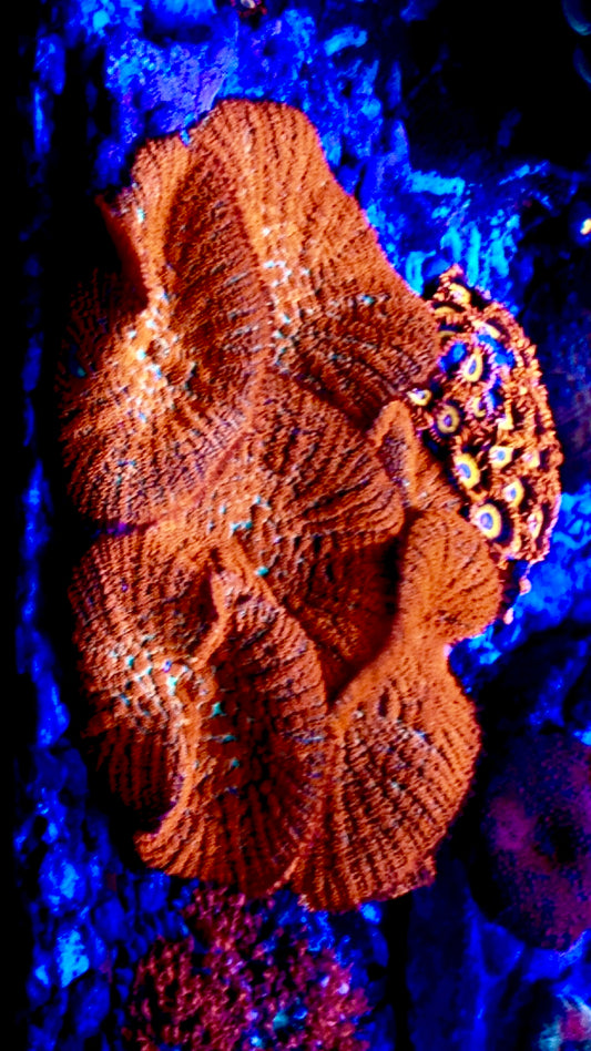 Giant Ultra Forest Fire Mushroom