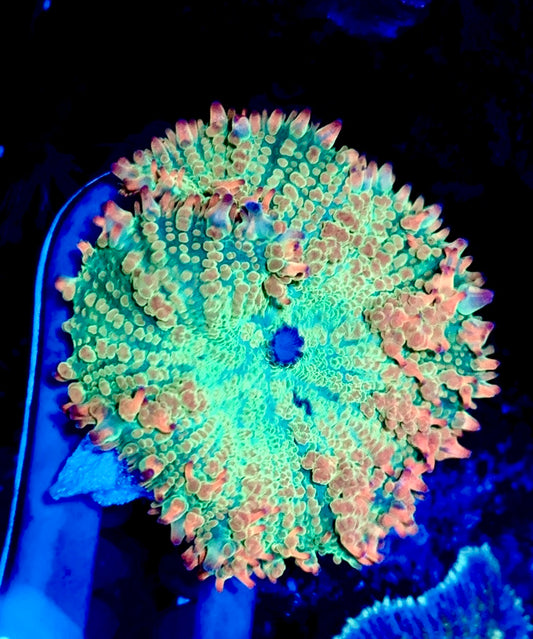 Ultra Watermelon Rhodactis- 4”