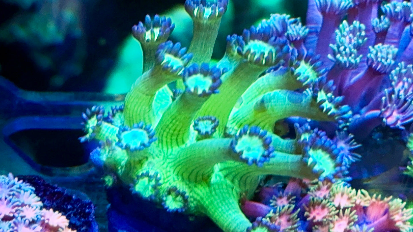 Ultra Goniopora Pack