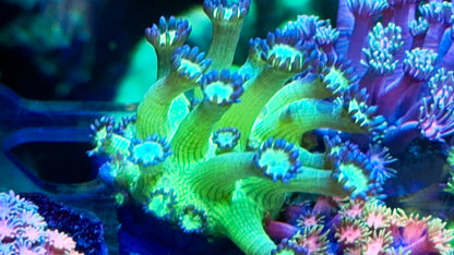 Ultra Goniopora Pack
