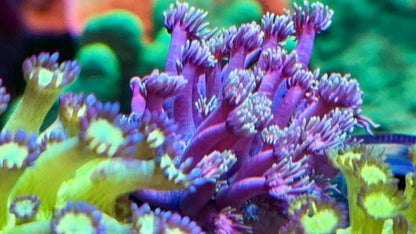 Ultra Goniopora Pack