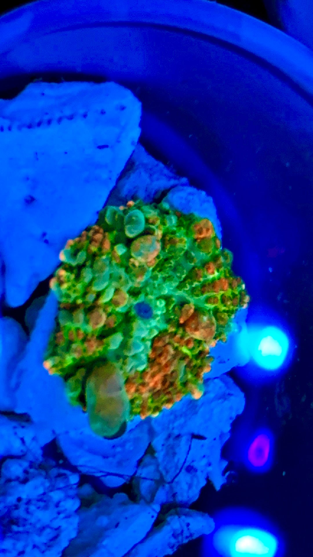 WYSIWYG Bounce mushroom