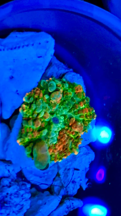 WYSIWYG Bounce mushroom