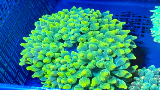 Huge yellow tip Green Anemone