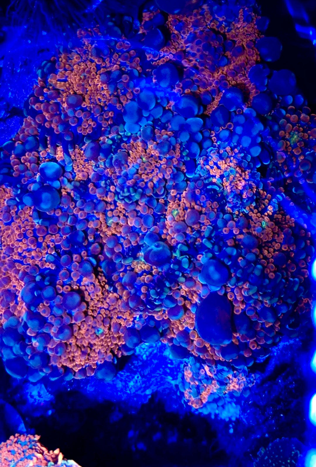 Molten Lava Bounce Mushroom 1/2”
