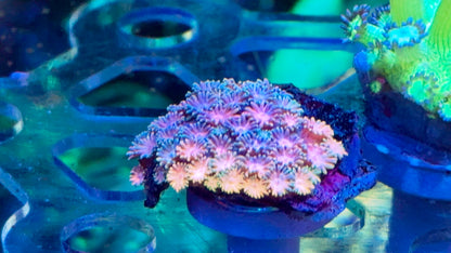 Ultra Goniopora Pack