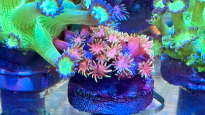 Ultra Goniopora Pack