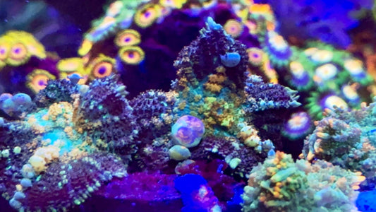 Moma Beautiful Powerball