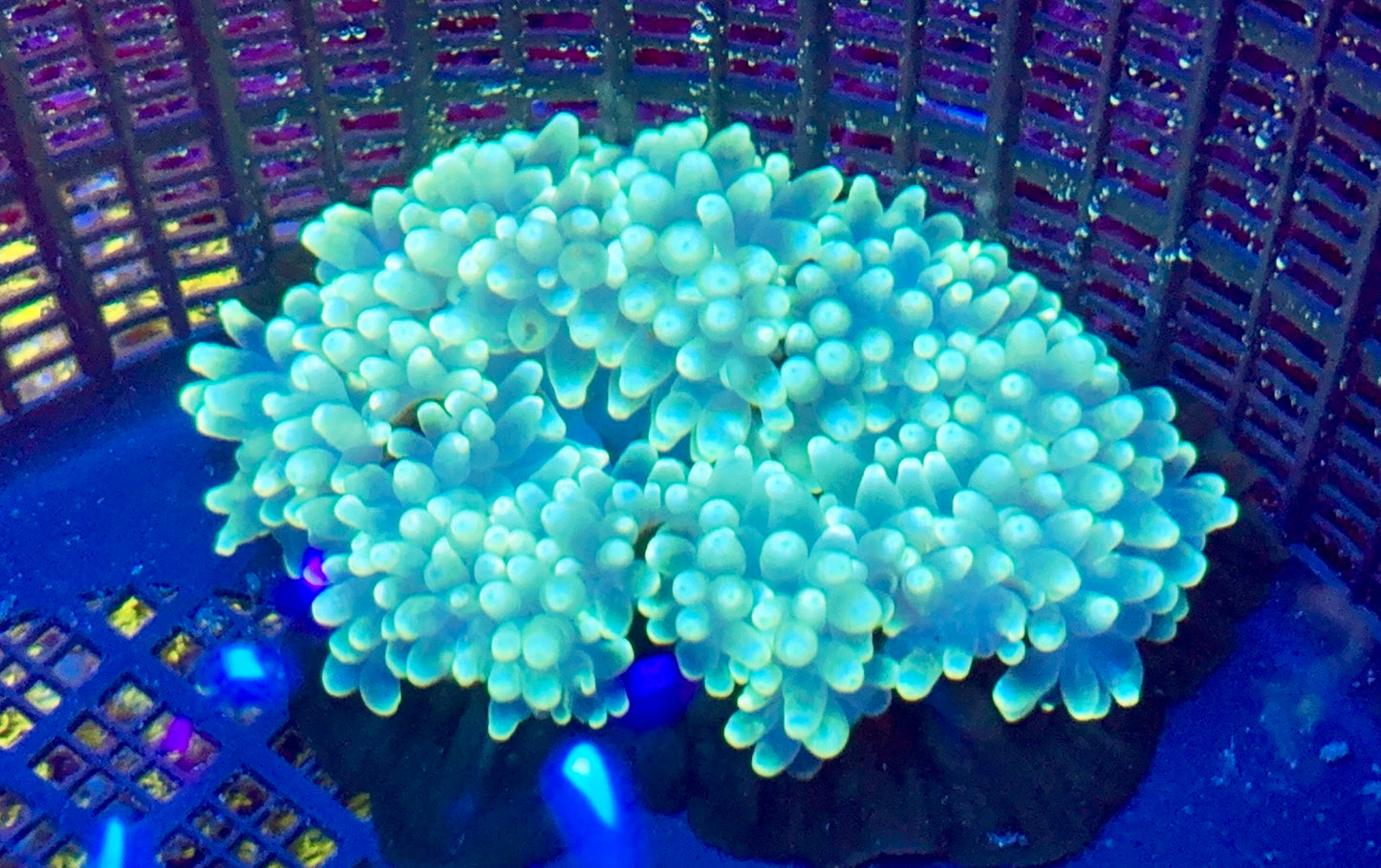 Magnifica Anemone