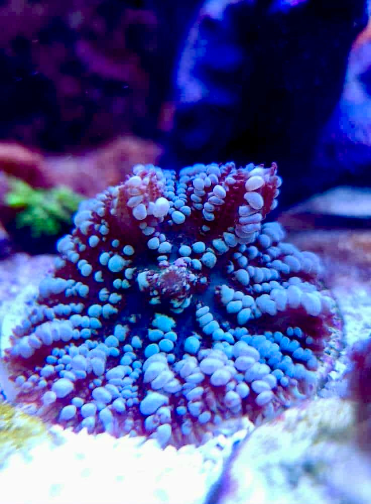 Blue Uranium Bounce Mushroom- Rare