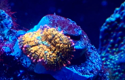 Frankenstein’s Bride Mushroom