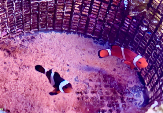 Bonded pair of clownfish