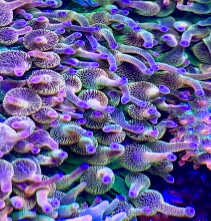 Purple Tip Ultra Rainbow Anemone