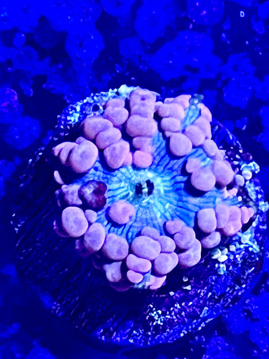 Neptune Bounce Mushroom(rare)
