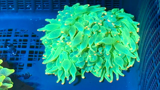 Large watermelon bubble tip anemone- Neon