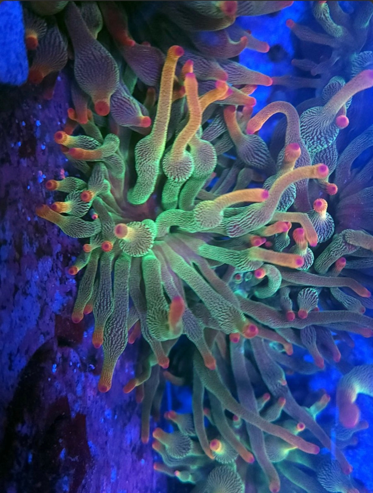 Holy Grail Anemone