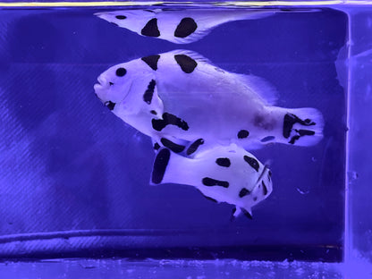 Panda Storm Breeding Pair