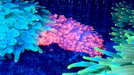 Hot Pink Bubbletip Anemone