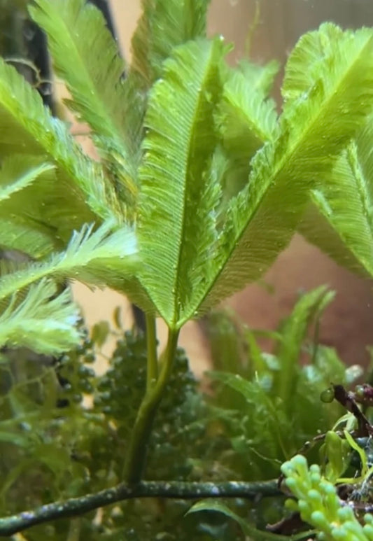 new macro algae and sponges now available! Message us to buy some now!