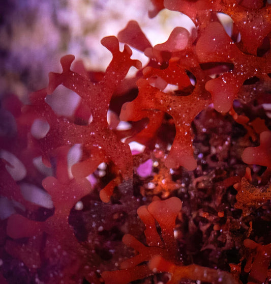 Red Dragon Macro Algae